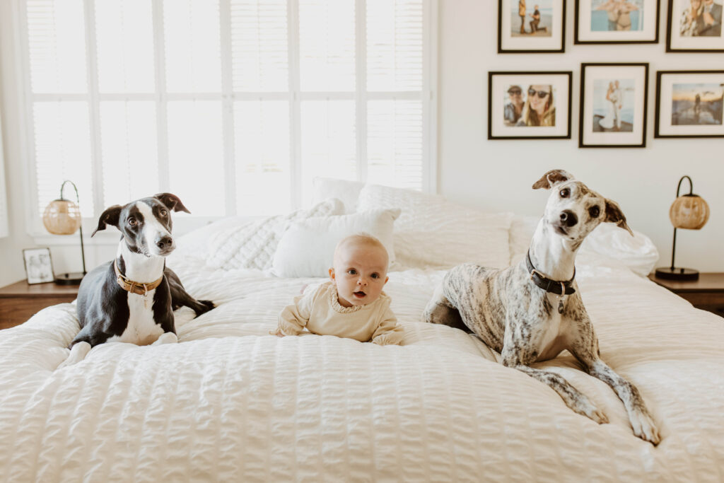 baby and dogs 